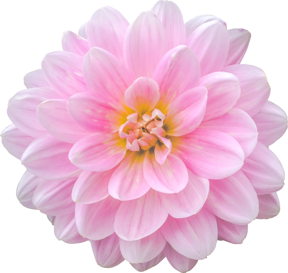 Pink Dahlia Flower