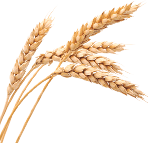 wheat